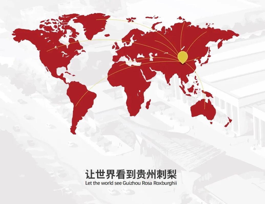 贵州初好公司——让世界看到贵州刺梨